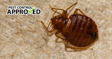 How To Identify A Bed Bug Infestation