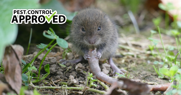 A Complete Guide to Voles