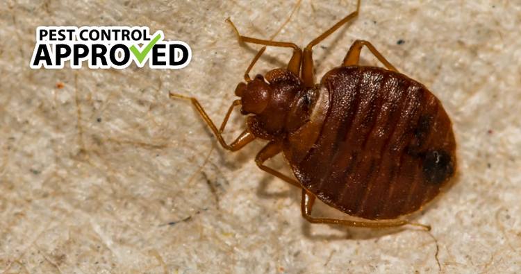 How To Identify A Bed Bug Infestation