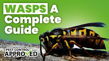 A Completed Guide to Wasps