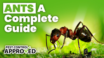 A Complete Guide to Ants