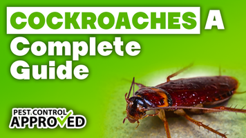 A Complete Guide to Cockroaches