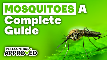 A Complete Guide to Mosquitoes