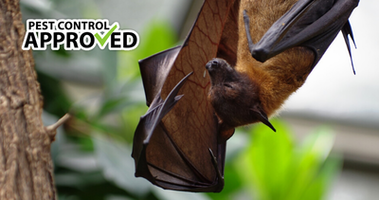 Bats And How To Get Rid Of Them