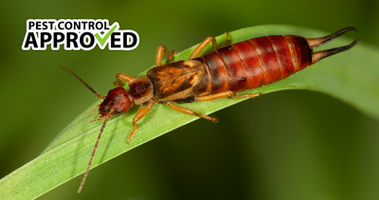 A Complete Guide to Earwigs