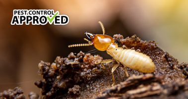 Termites: Natures True Chain Saw