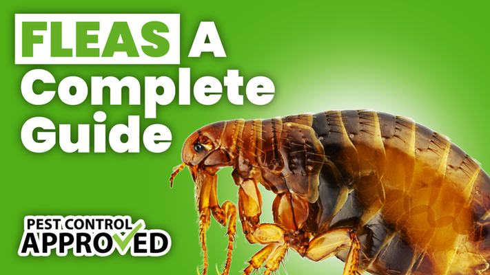 A Complete Guide to Fleas