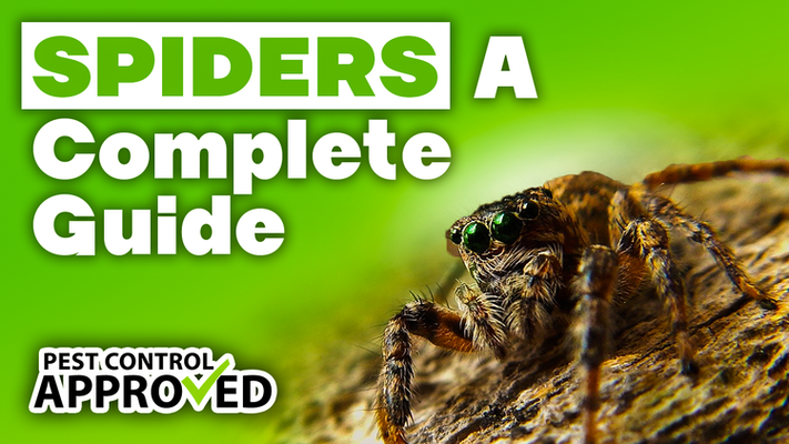 A Complete Guide to Spiders