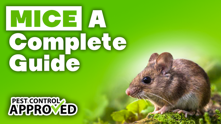 A Complete Guide to Mice