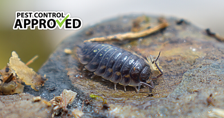 Pill Bugs & Sow Bugs - What Are They?