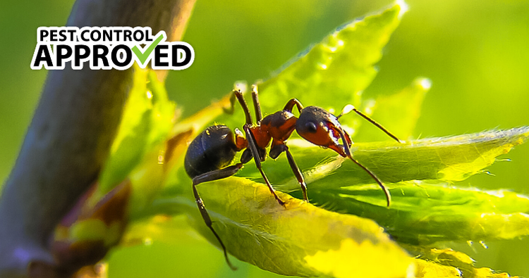 Ant Information On Common Species & Ant Control