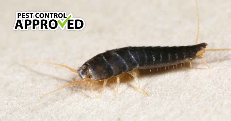 A Complete Guide to Silverfish